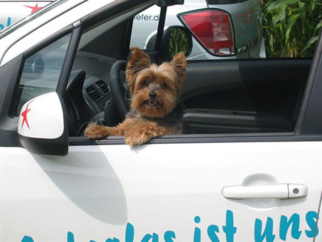 Autoscheiben-Service Kiefer