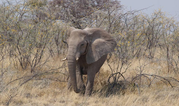 Gehen Sie auf Safari.