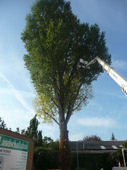 Einsatzbereitschaft für Baum-Notfälle an 365 Tagen in Jahr