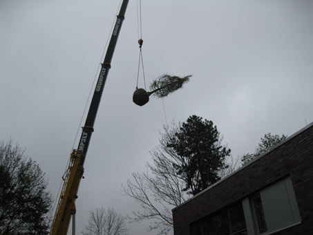 Gartengestaltung mit Transport und Bepflanzung von Bäumen Gartengestaltung mit Transport und Bepflanzung von Bäumen