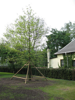 Individuelle Gartengestaltung mit Einpflanzung von Bäumen Individuelle Gartengestaltung mit Einpflanzung von Bäumen