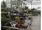Lokale Empfehlung Steffis Blumenscheier