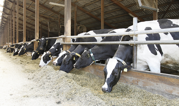 Milchgut Nemt - gesunde Kühe, gentechnikfreies Futter und ein heller Boxenlaufstall