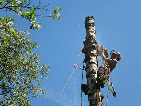 Baumfällung in Seilklettertechnik - der Stamm wird in Teilstücken abgesägt und fällt am Seil gesichert in die gewünschte Position am Boden