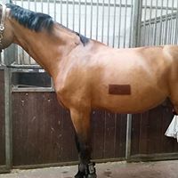 Bild 1 Hundesalon FellFormat in Ilvesheim