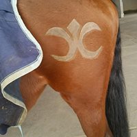 Bild 2 Hundesalon FellFormat in Ilvesheim