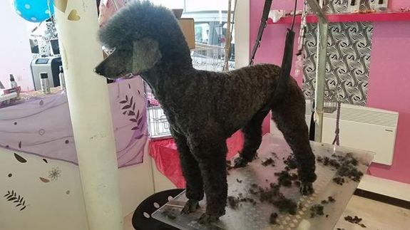 Bild 3 Hundesalon FellFormat in Ilvesheim