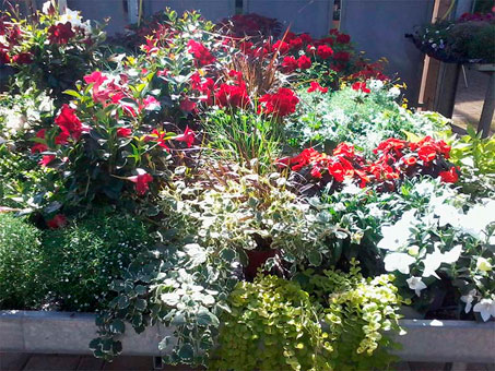 Bei uns erhalten Sie Beet- und Balkonpflanzen, Schnittblumen und Pflanzen für die Grabbepflanzung.
