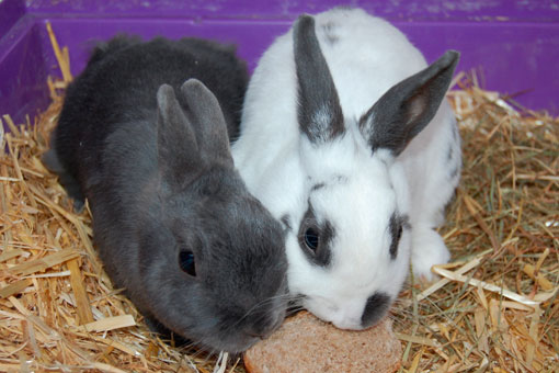 Tierpension für Hasen Tierpension für Hasen