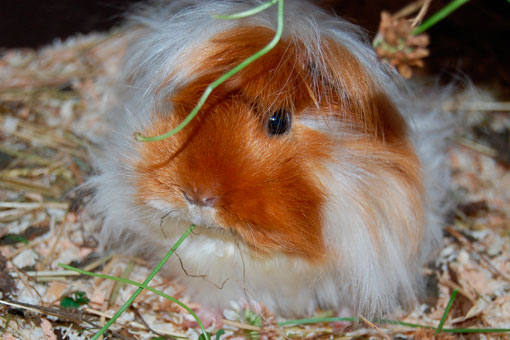 Meerschweinchen in guter Betreeung Meerschweinchen in guter Betreeung