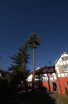 Bild 1 Baumpflege Renz in Karlsbad