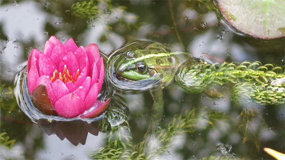 Bild 1 Toms Gartenwelt Inh. Thomas Ruppenthal in Bad Krozingen