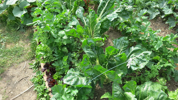 Bild 2 Toms Gartenwelt Inh. Thomas Ruppenthal in Bad Krozingen