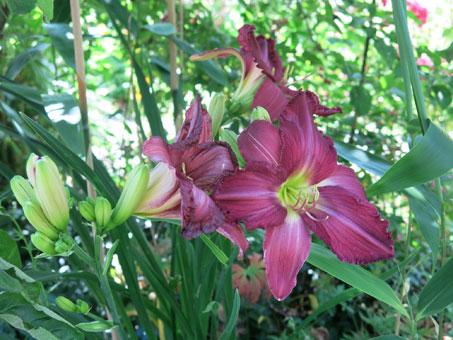 Bild 3 Toms Gartenwelt Inh. Thomas Ruppenthal in Bad Krozingen