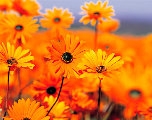 Kundenfoto 3 Beyerle Blumen