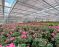 Kundenbild groß 5 Beyerle Blumen