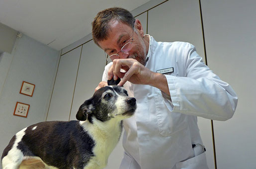 Hund bei der Behandlung Hund bei der Behandlung