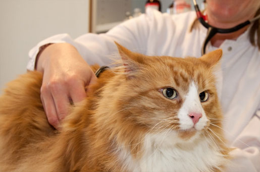 Patientenbehandlung, hier bei einer Katze Patientenbehandlung, hier bei einer Katze