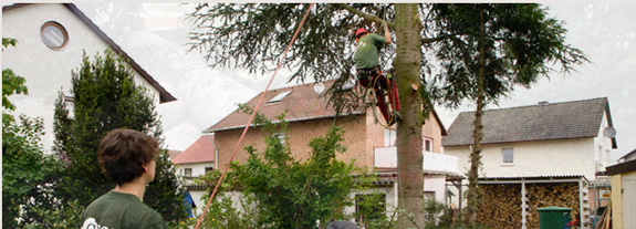 Baumpflege mit der schonenden Seil-Kletter-Technik