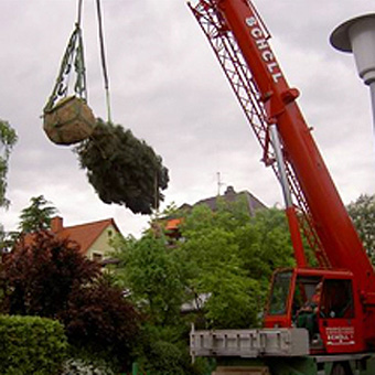 Baumpflanzung mit Teleskopkran