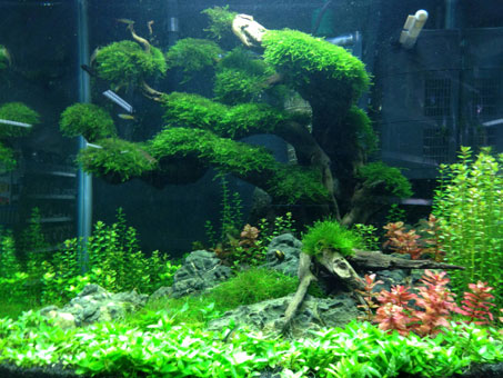 Wir bieten verschiedene Pflanzen für Ihr Aquarium an