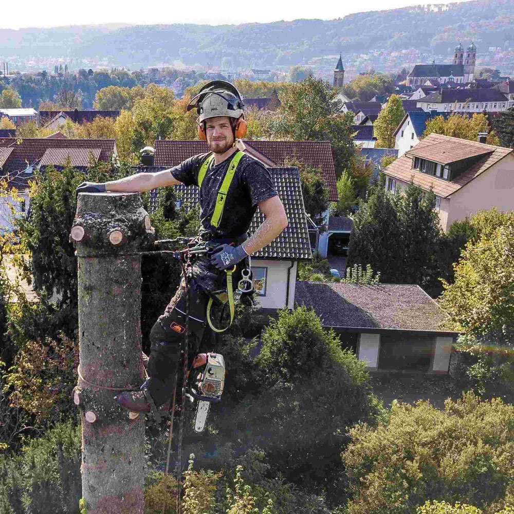 Fällung von oben nach unten - in vertretbar großen Stücken