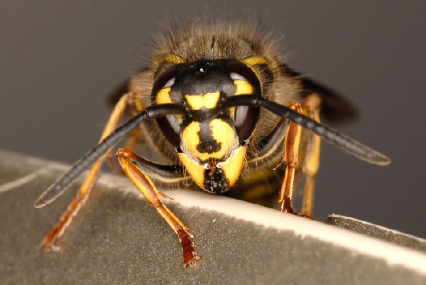 schnelle und unkomplizierte Hilfe bei Wespenbefall