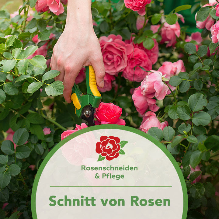 Bild 2 Rosenschneiden in Baden-Baden
