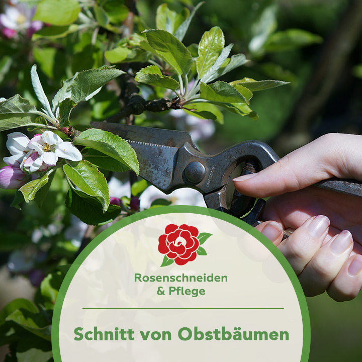 Bild 3 Rosenschneiden in Baden-Baden
