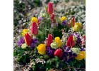 Lokale Empfehlung Blumen & mehr Blumenhandel