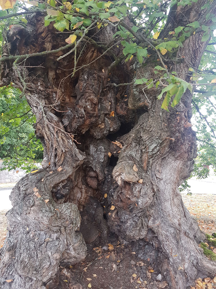 Bild 1 Kahmann Forstbetrieb in Rackwitz