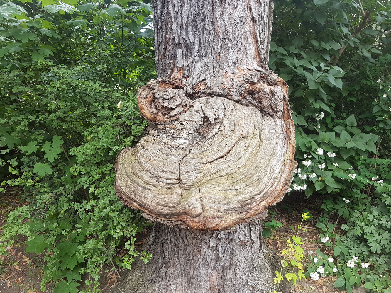 Bild 6 Kahmann Forstbetrieb in Rackwitz