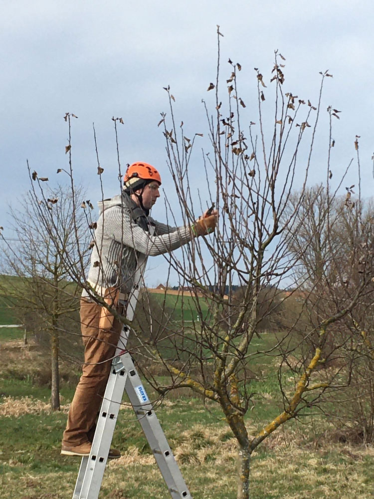 Bild 1 Baumwart Kramer in Heidelberg