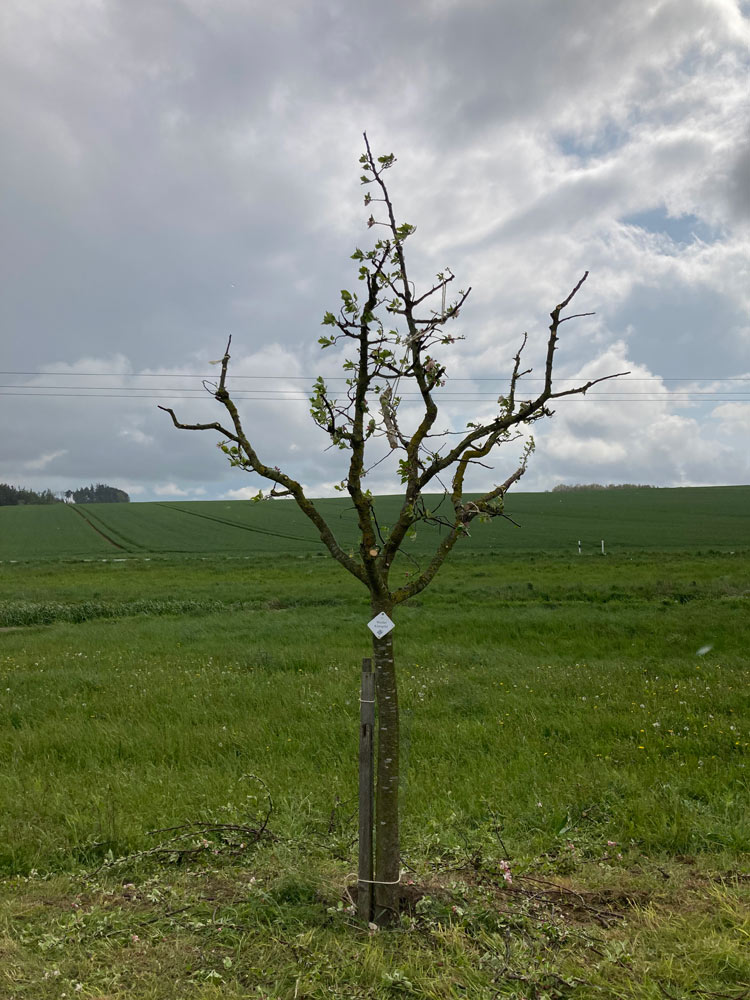 Bild 2 Baumwart Kramer in Heidelberg