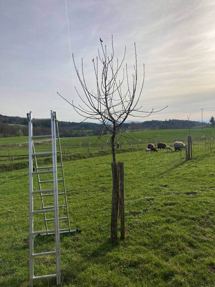 Bild 3 Baumwart Kramer in Heidelberg