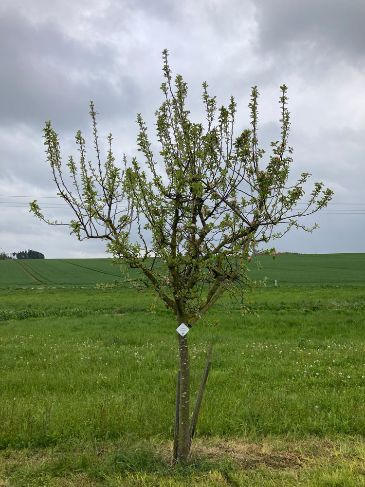 Bild 4 Baumwart Kramer in Heidelberg
