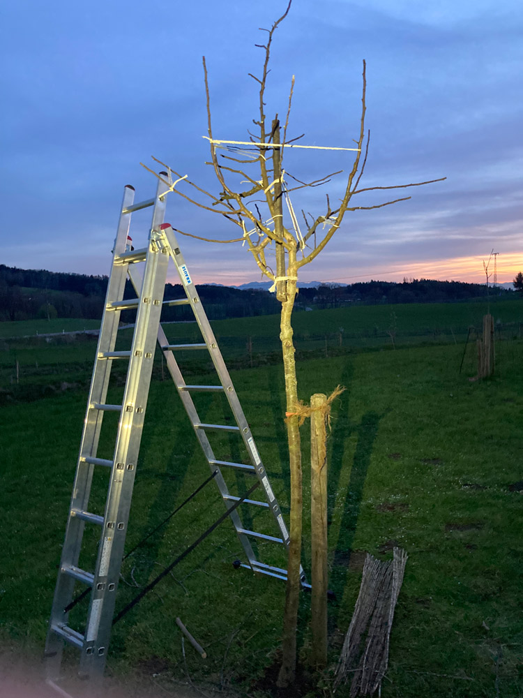 Bild 5 Baumwart Kramer in Heidelberg